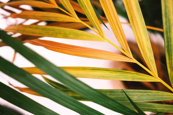 Close Exotic Tropical Green Yellow Palm Leaves Leaves Palm Chrysalidocarpus — Stock Photo, Image