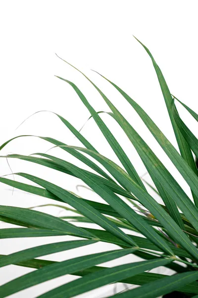 Close Exotische Tropische Groene Palmbladeren Witte Achtergrond Groene Bladeren Van — Stockfoto