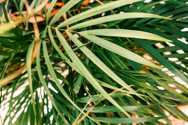 Selective Focus Exotic Tropical Green Palm Leaves Green Leaves Palm — Stock Photo, Image
