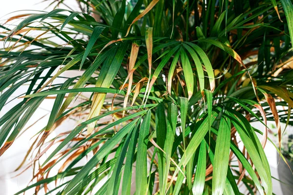 Selectieve Focus Exotische Tropische Groene Palmbladeren Groene Bladeren Van Palm — Stockfoto