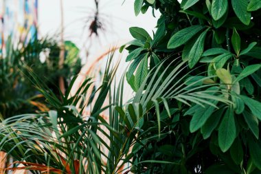 Schefflera Arboricola bitkisi (Şemsiye Bitkisi) ve palmiye ağacı (Dypsis lutescens) evde. Ev bitkileri bakım konsepti. Minimalizm ve skandal tarzı, bahçe odası..