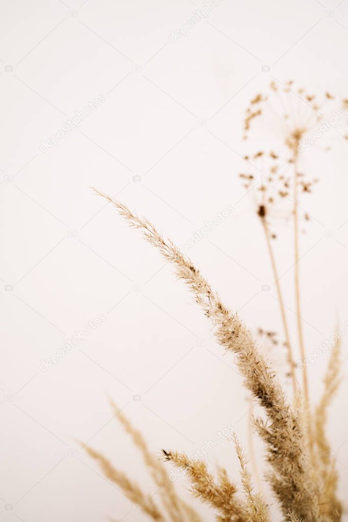Bouquet of dried flowers. Floral minimal home interior boho style. Natural abstract background. Beautiful pattern with neutral colors. Minimal  stylish texture, trend concept. Parisian vibes. 