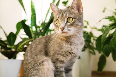 Yetişkin bir gri kedi, bir apartmanın zemininde yeşil kapalı alan çiçekleri karşısında oturuyor. Veteriner klinikleri, kediler ve kedi maması siteleri için görüntü.