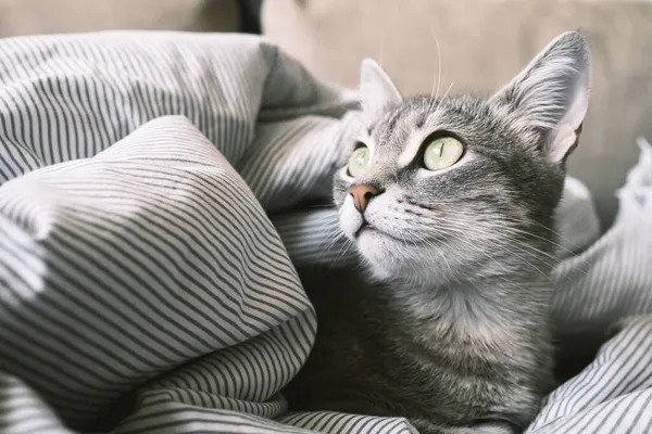 Μια Ημι Ριγέ Γκρι Γάτα Ξαπλωμένη Στο Κρεβάτι Γάτα Στο — Φωτογραφία Αρχείου