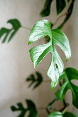 Açık arkaplanda Liana Rhaphidophora tetrasperma (Monstera Minima). Ev bitkileri bakım konsepti. Minimalizm ve skandal tarzı, bahçe odası.