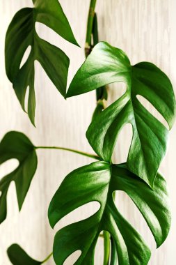 Açık arkaplanda Liana Rhaphidophora tetrasperma (Monstera Minima). Ev bitkileri bakım konsepti. Minimalizm ve skandal tarzı, bahçe odası.