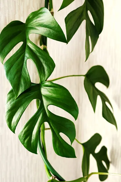 Close Liana Rhaphidophora Tetrasperma Monstera Minima Sobre Fondo Claro Inicio — Foto de Stock