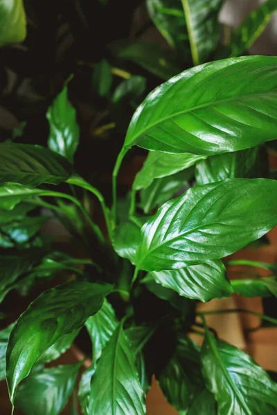 Close Spathiphyllum Wallisei Leafs Peace Lily Home Plants Care Concept — Stock Photo, Image