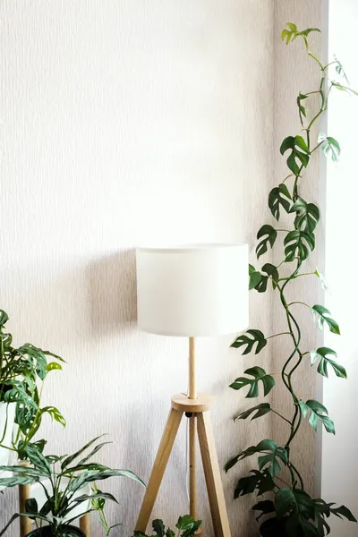 Liana Rhaphidophora Tetrasperma Monstera Minima 站在明亮房间里的一盏时尚灯旁边 家庭植物护理的概念 简约主义和丑闻风格的概念 花园房间 图库图片
