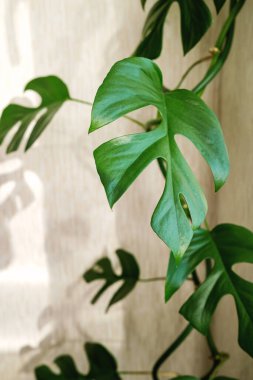 Açık arkaplanda Liana Rhaphidophora tetrasperma (Monstera Minima). Ev bitkileri bakım konsepti. Minimalizm ve skandal tarzı, bahçe odası.