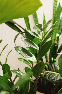 Şık mekan birçok modern yeşil bitkilerle doludur. Modern ev bahçesi kompozisyonu. Şık şehir ormanı iç mimarisi. Bir sürü bitkisi olan botanik evi dekorasyonu..