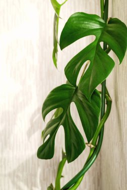 Açık arkaplanda Liana Rhaphidophora tetrasperma (Monstera Minima). Ev bitkileri bakım konsepti. Minimalizm ve skandal tarzı, bahçe odası.