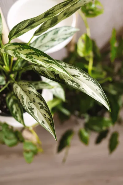 Gros Plan Des Feuilles Plante Aglaonema Concept Soins Des Plantes — Photo