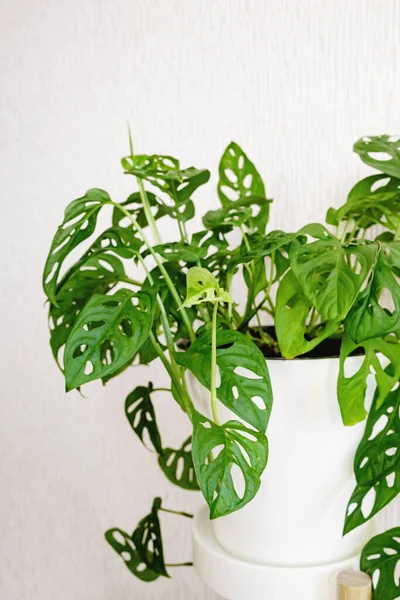 Monstera Monkey Mask或Obliqua Adansonii站在白色底座上 背景明亮 家庭植物护理的概念 简约主义和丑闻风格的概念 花园房间 — 图库照片