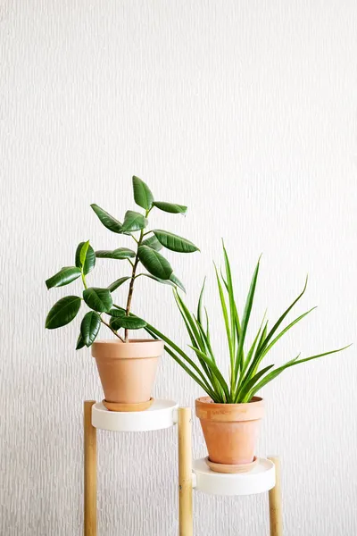 Ficus elastic plant (rubber tree) and Sansevieria parva (Kenya Hyacinth) in a clay terracotta flower pot stand on white support for flowers on a light background. Home plants care concept.