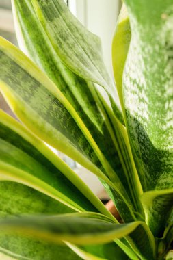 Sansevieria ya da yılan fabrikası pencere eşiğinde duruyor. Sansevieria kapat. Ev bitkileri bakım konsepti
