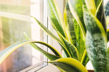Sansevieria ya da yılan fabrikası pencere eşiğinde duruyor. Sansevieria kapat. Ev bitkileri bakım konsepti