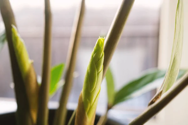 Nieuwe Spruit Zamioculcas Plant Een Witte Achtergrond Zamioculcas Zamiifolia Plant — Stockfoto