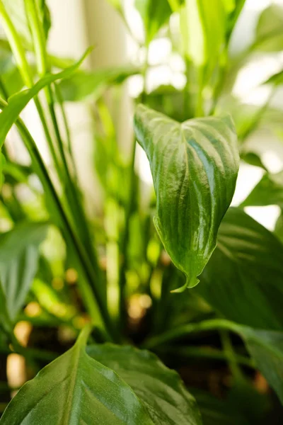 Close Spathiphyllum Wallisei Leafs Peace Lily Dalam Bahasa Inggris Konsep — Stok Foto