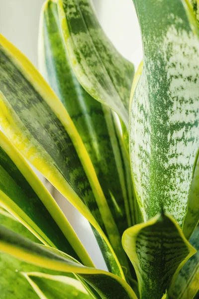 Sansevieria Lub Roślina Węża Stoi Parapecie Sansevieria Zamyka Koncepcja Pielęgnacji — Zdjęcie stockowe