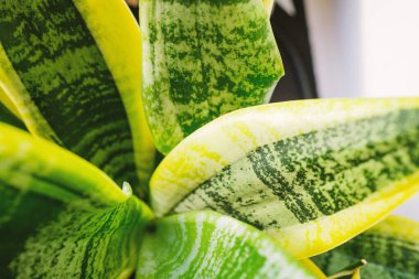 Sansevieria ya da yılan fabrikası pencere eşiğinde duruyor. Sansevieria kapat. Ev bitkileri bakım konsepti