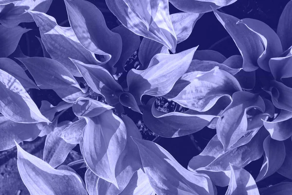 Hosta Αφήνει Μοτίβο Φόντο Θάμνοι Του Φυτού Hosta Γλάστρες Για — Φωτογραφία Αρχείου
