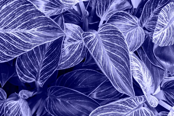 Φυτό Αφήνει Philodendron Λευκό Μέτρο Birkin Πάνω Όψη Χρώμα Της — Φωτογραφία Αρχείου
