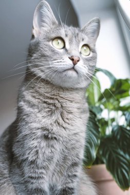 Yetişkin bir gri kedi, apartmanın pencere pervazında yeşil kapalı alan çiçeklerinin arka planına karşı oturur. Evin içindeki kedi..