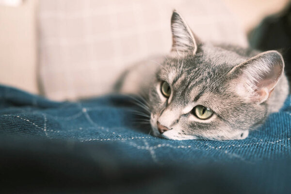 A domestic striped gray cat sleeps on a bed on a blue plaid. Cat in the home interior. The concept of comfort in the house.