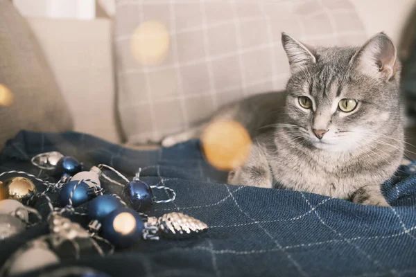 Chat Gris Rayé Domestique Est Assis Sur Lit Sur Plaid — Photo