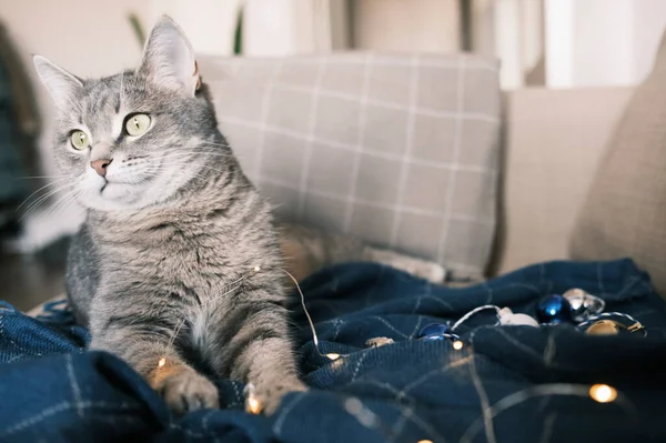 Chat Gris Rayé Domestique Est Assis Sur Lit Sur Plaid — Photo