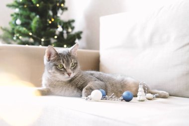 Evcil çizgili gri bir kedi, cam Noel süslemeleri ve Noel ağacı arka planında bir çelenkle çevrili bir yatakta oturur. Evde konfor ve Noel konsepti. 