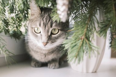 Gri çizgili evcil bir kedinin Noel ağacının etrafındaki bir pencerenin üstünde otururken yakın plan portresi. Veteriner klinikleri, kediler ve kedi maması siteleri için görüntü.