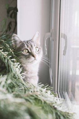 Gri çizgili evcil bir kedinin Noel ağacının etrafındaki bir pencerenin üstünde otururken yakın plan portresi. Veteriner klinikleri, kediler ve kedi maması siteleri için görüntü.