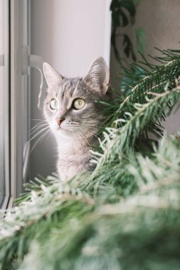 Gri çizgili evcil bir kedinin Noel ağacının etrafındaki bir pencerenin üstünde otururken yakın plan portresi. Veteriner klinikleri, kediler ve kedi maması siteleri için görüntü.