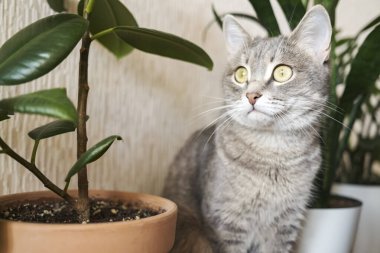 Yetişkin bir gri kedi, bir apartmanın zemininde yeşil kapalı alan çiçekleri karşısında oturuyor. Veteriner klinikleri, kediler ve kedi maması siteleri için görüntü.
