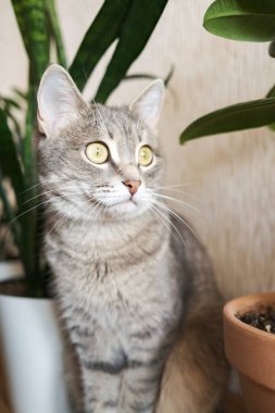 Yetişkin bir gri kedi, bir apartmanın zemininde yeşil kapalı alan çiçekleri karşısında oturuyor. Veteriner klinikleri, kediler ve kedi maması siteleri için görüntü.