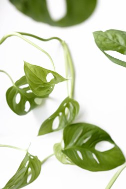 Canavar Maymun Maskesi yaprakları (Obliqua ya da Adansonii) beyaz arka planda yakın plan çekimleridir. Ev bitkileri bakım konsepti. Minimalizm kavramı. Seçici odak