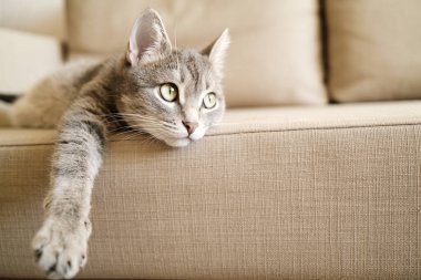 Sarı gözlü güzel çizgili gri bir kedi. Evcil bir kedi kanepede yatıyor. Evin içindeki kediyi diyorum. Veteriner klinikleri için görüntü, kedilerle ilgili siteler.