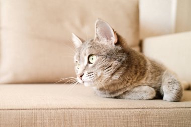 Sarı gözlü güzel çizgili gri bir kedi. Evcil bir kedi kanepede yatıyor. Evin içindeki kediyi diyorum. Veteriner klinikleri için görüntü, kedilerle ilgili siteler.