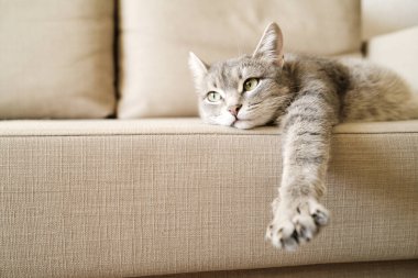 Sarı gözlü güzel çizgili gri bir kedi. Evcil bir kedi kanepede yatıyor. Evin içindeki kediyi diyorum. Veteriner klinikleri için görüntü, kedilerle ilgili siteler.