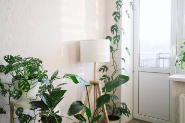 Bitkilerle süslü şık bir alan: aglaonema, zamioculcas, sansevieria, Monstera Obliqua, Rhaphidophora. Modern ev bahçesi kompozisyonu.