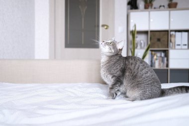 Sarı gözlü çizgili gri bir kedi. Yatakta oturan evcil bir kedi. Evin içindeki kediyi diyorum. Veteriner klinikleri için görüntü, kedilerle ilgili siteler. Dünya Kedi Günü