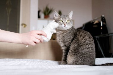 Sarı gözlü güzel çizgili gri bir kedi. Evcil bir kedi kanepede yatar ve oyuncak bir fareyle oynar. Evin içindeki kediyi diyorum. Veteriner klinikleri için görüntü, kedilerle ilgili siteler