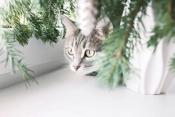 Gros Plan Portrait Chat Domestique Gris Rayé Assis Sur Une — Photo