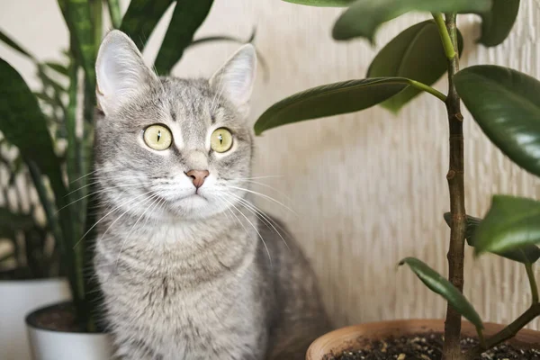 Gato Gris Adulto Sienta Suelo Apartamento Sobre Fondo Flores Verdes —  Fotos de Stock