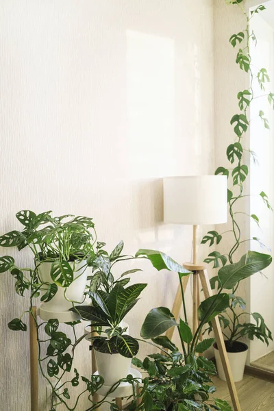 Elegante Espacio Con Plantas Aglaonema Zamioculcas Sansevieria Monstera Obliqua Raphidophora — Foto de Stock