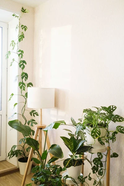 Espaço Elegante Com Plantas Aglaonema Zamioculcas Sansevieria Monstera Obliqua Rhaphidophora — Fotografia de Stock