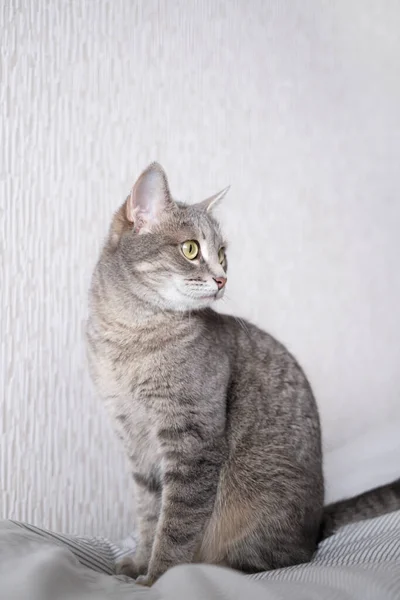 Sarı Gözlü Çizgili Gri Bir Kedi Yatakta Oturan Evcil Bir — Stok fotoğraf