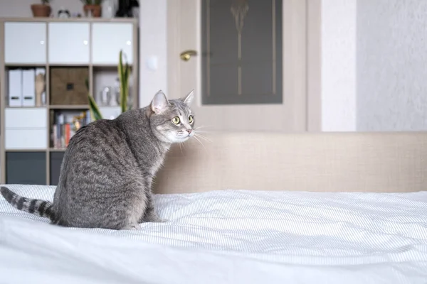 Sarı Gözlü Çizgili Gri Bir Kedi Yatakta Oturan Evcil Bir — Stok fotoğraf